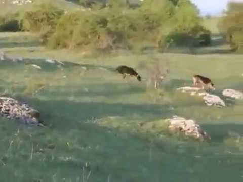 Caccia e cani: Segugi italiani su Lepre