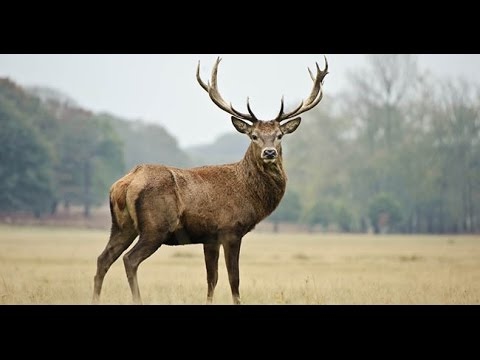 Caccia al Cervo in brunft