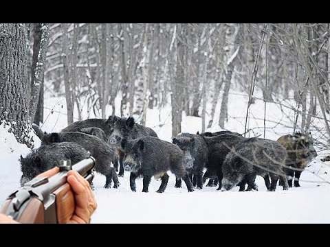 Caccia al Cinghiale complilation…in giro per il mondo