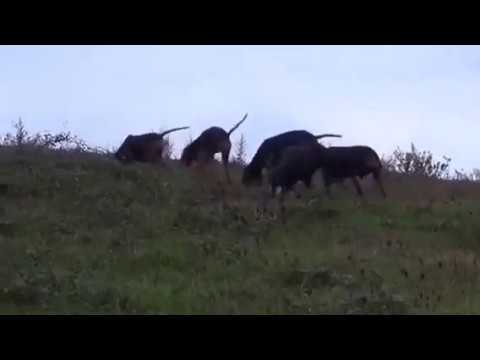 Caccia alla Lepre, segugi all’opera