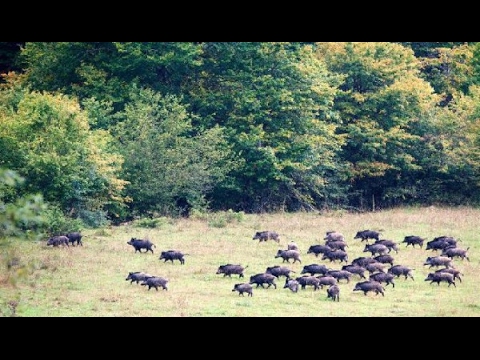 Caccia al Cinghiale…il grande branco