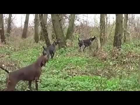 Caccia al Fagiano con Kurzhaar