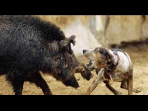 Caccia al Cinghiale, tiro eccezionale o…