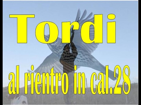 Caccia ai Tordi al rientro con cal.28