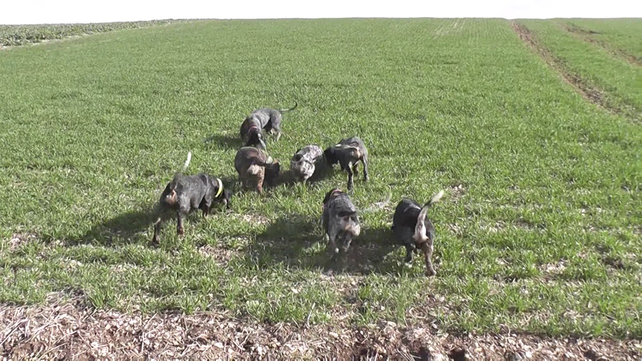 Caccia e Cani: Basset Blue de Gascogne su Lepre