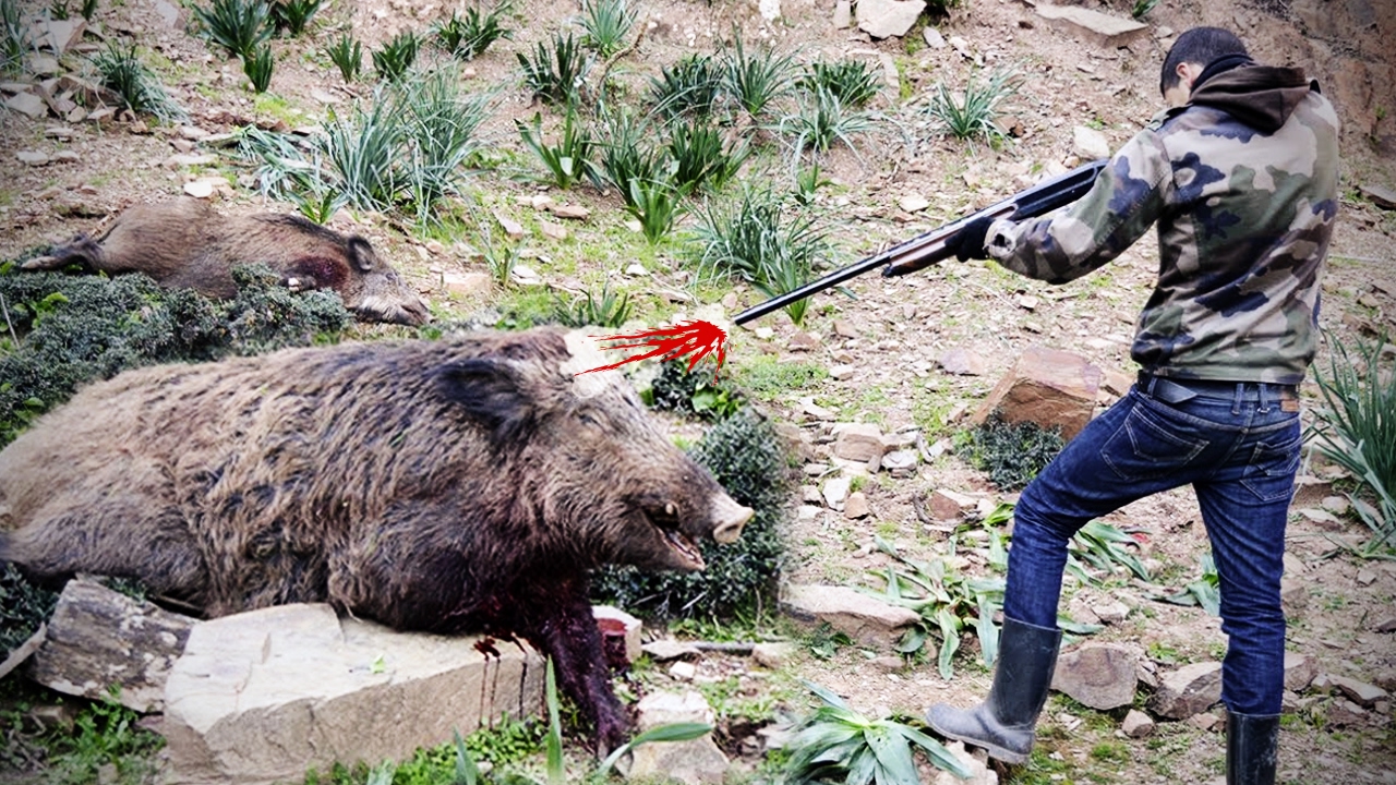 Caccia al Cinghiale…in giro per il mondo