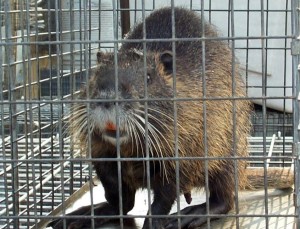 Contenimento delle nutrie