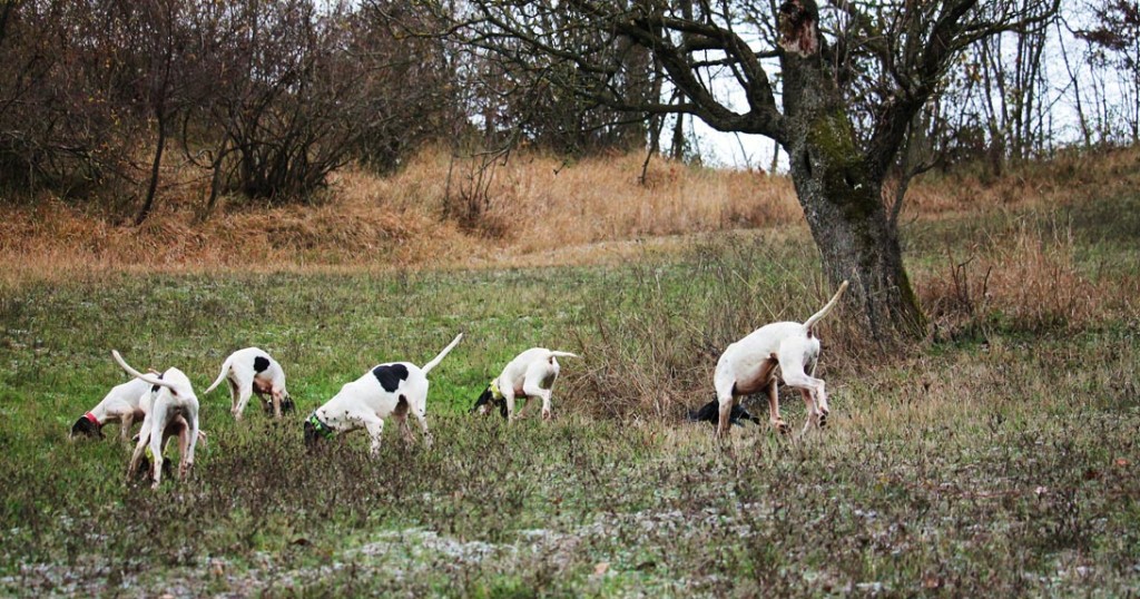 Razza cani da caccia - Ariégeois