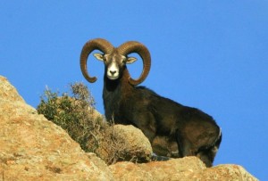 Eradicazione di mufloni e cinghiali