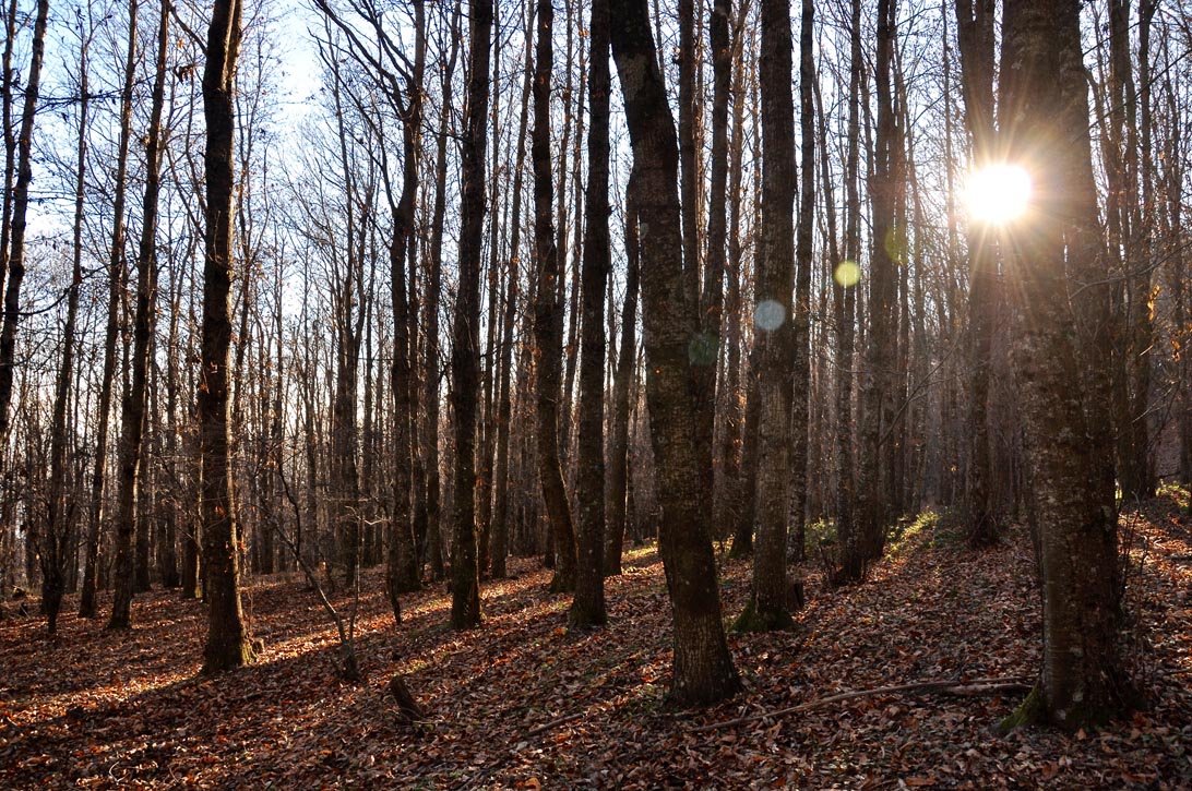 bosco di faggetta La faggeta teatro dell'uscita_caccia alla beccaccia_