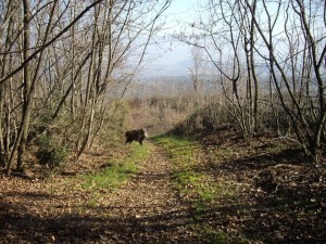 Segugi da cinghiale