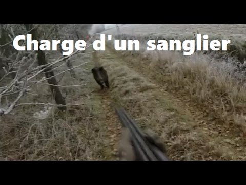 Caccia al Cinghiale: quando il cinghiale carica