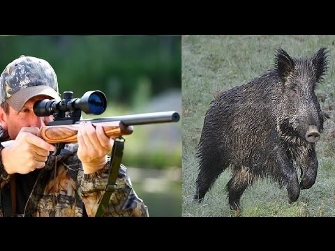 Caccia al Cinghiale in Polonia