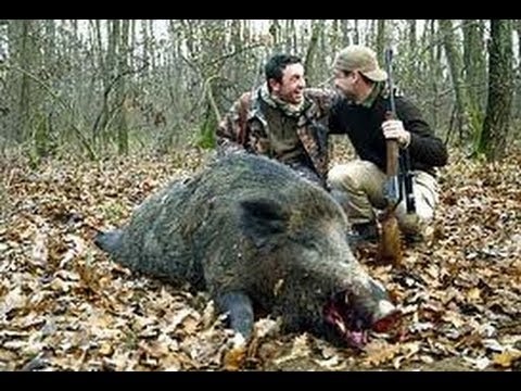 Caccia al Cinghiale in Italia