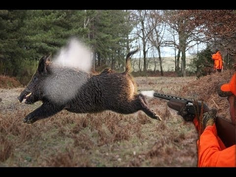 Hog Hunting Dogs For Sale In Sc Hog Hunting Dogs For Sale In Sc