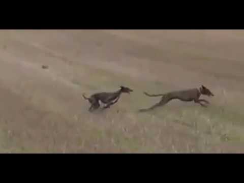 Caccia e Cani: addestramento Levrieri su lepre