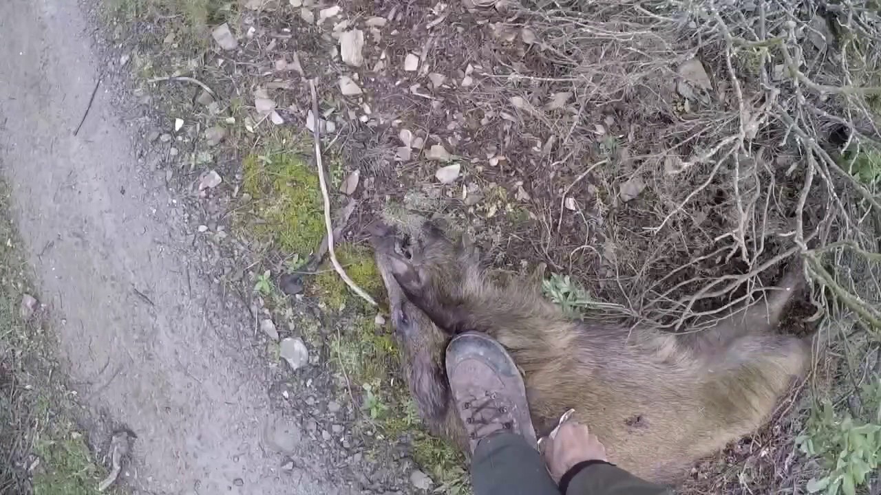 Caccia al Cinghiale in battuta