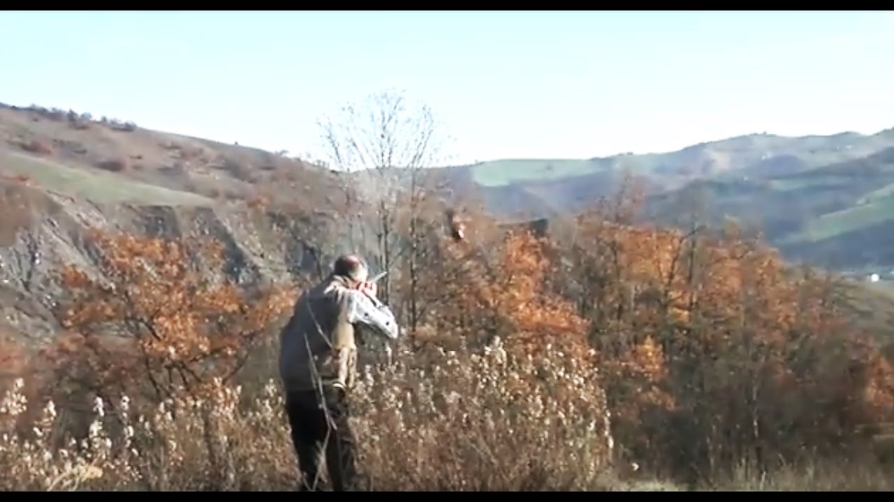 Weimaraner. Il fantasma grigio di Weimar..