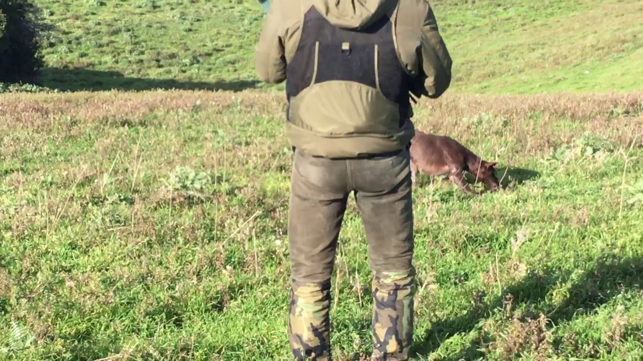 Bracco Tedesco, addestramento su quaglia