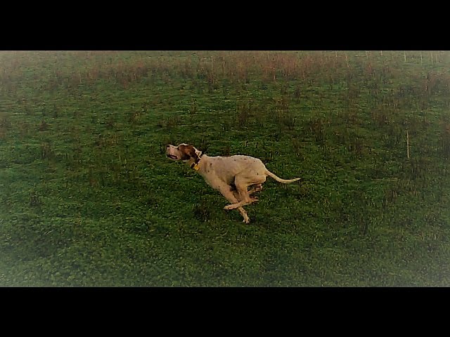 Cani da Caccia: Pointer ed Espagneul Breton su Beccaccino