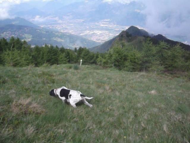 Pointer su Starne in Montagna