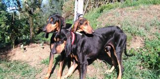 Genealogia Canina