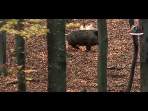 Caccia al Cinghiale e non solo, serie di tiri agli ungulati