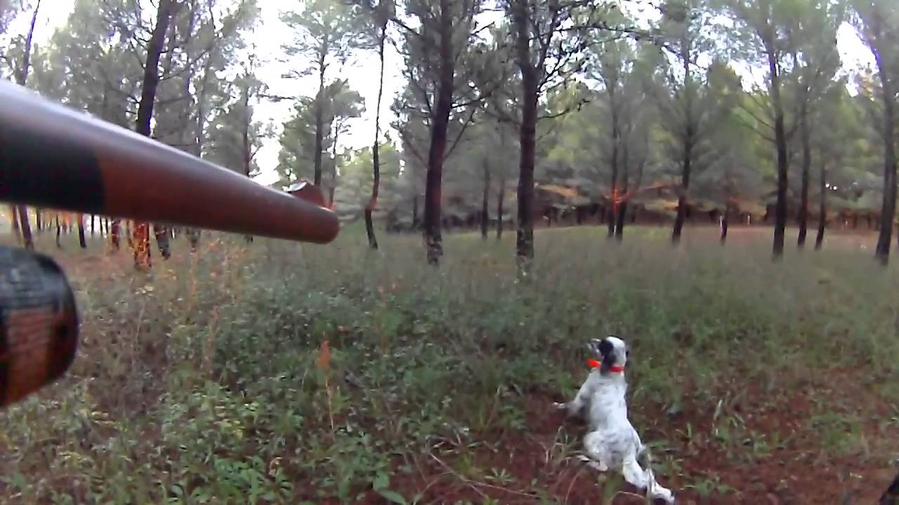 Caccia alla beccaccia con il setter inglese