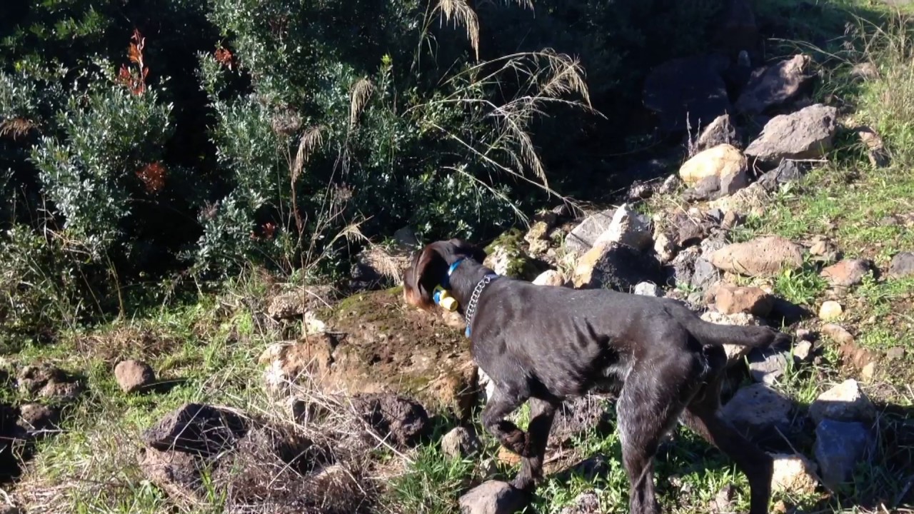 Caccia al cinghiale col cane da ferma