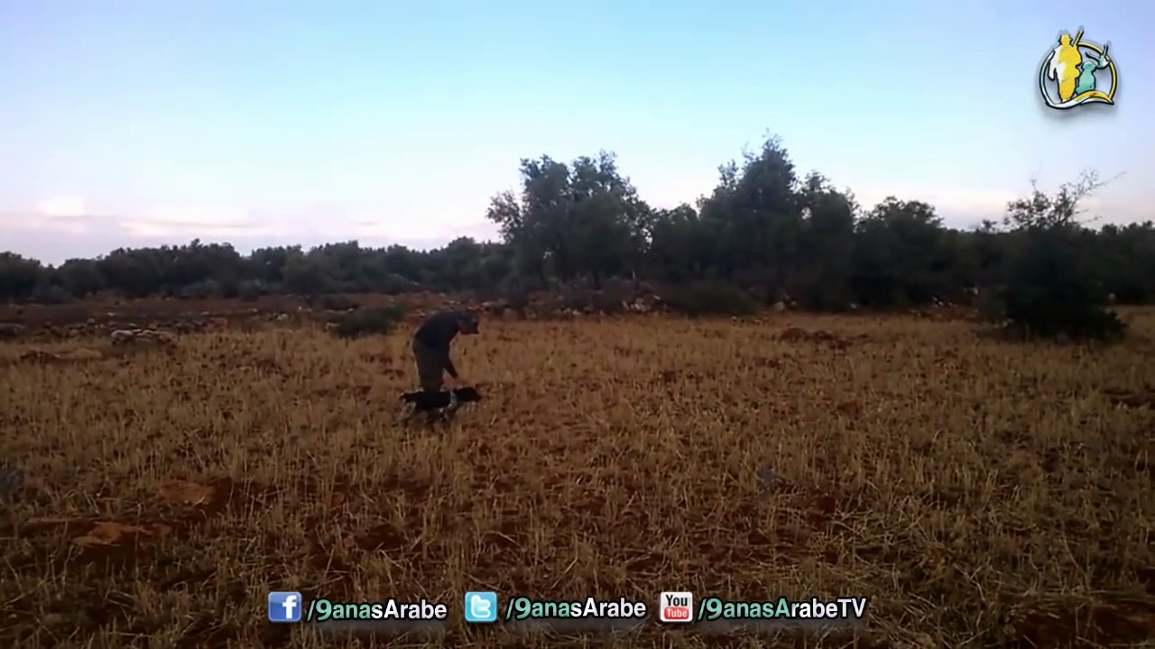 Cani da Caccia: Dressage Espagneul Breton alla ferma