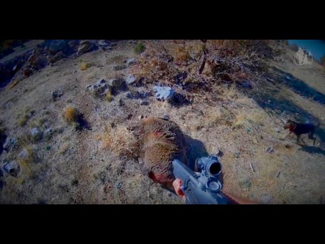Caccia al Cinghiale, battuta in Marocco 2017