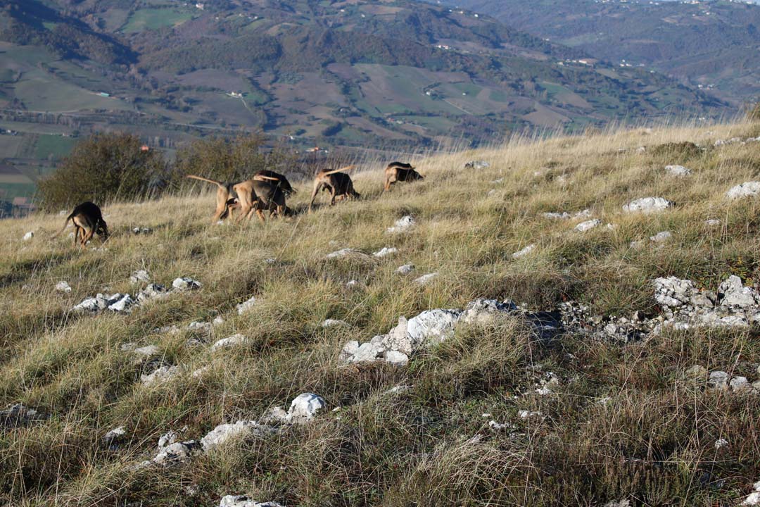 muta segugi caccia alla lepre