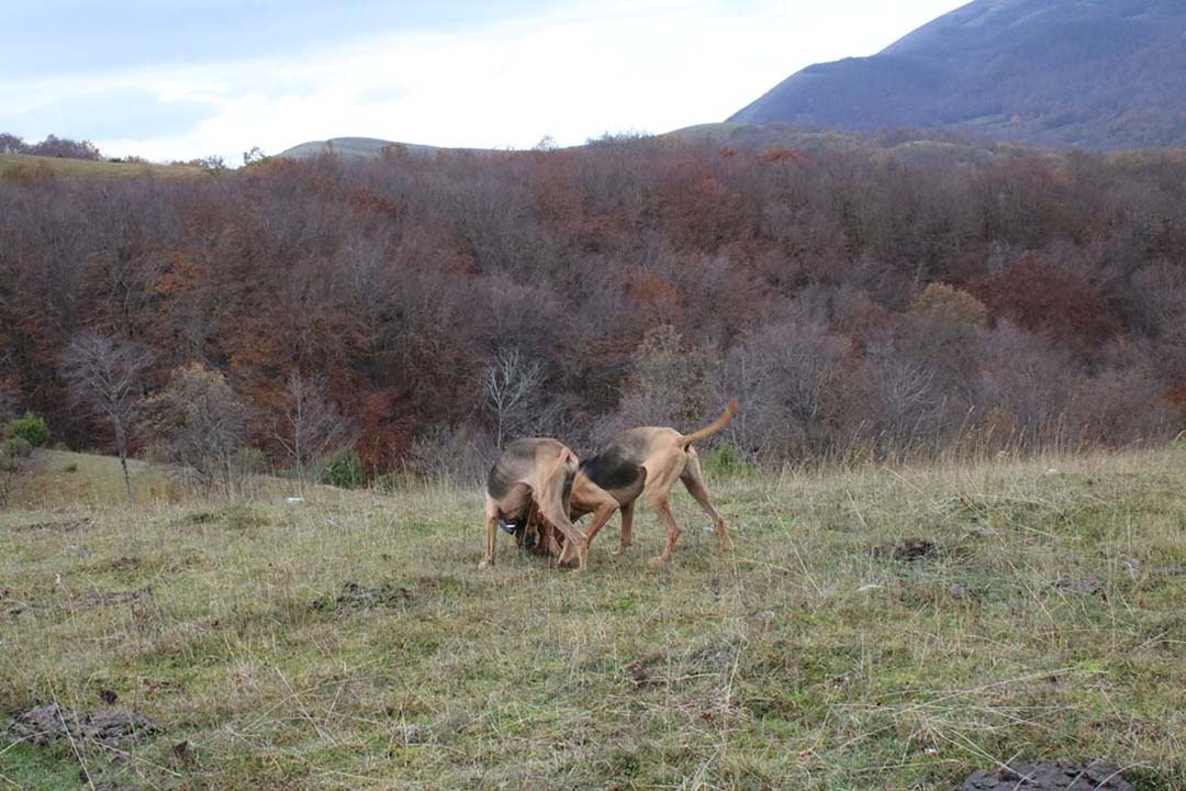 segugi in azione durante una battuta di caccia alla lepre in Umbria