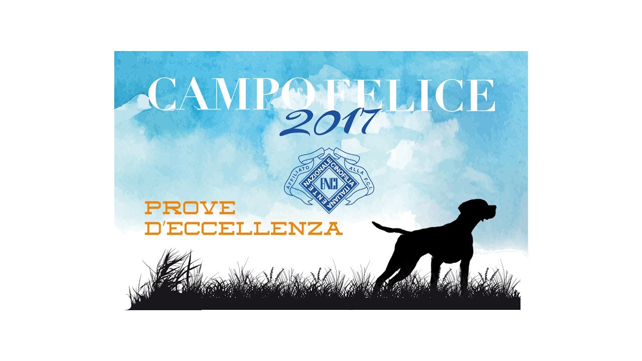 Pointer inglesi a Campo Felice (AQ) 2017