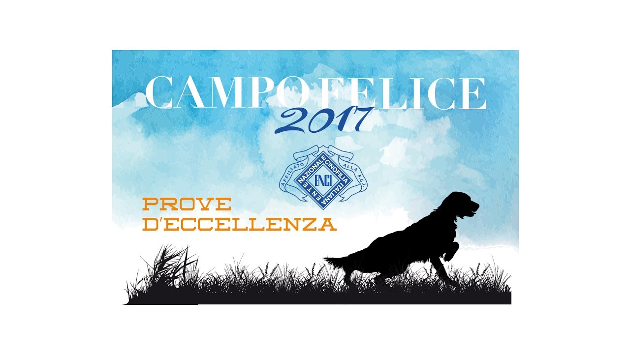 Setter inglesi a Campo Felice (AQ)