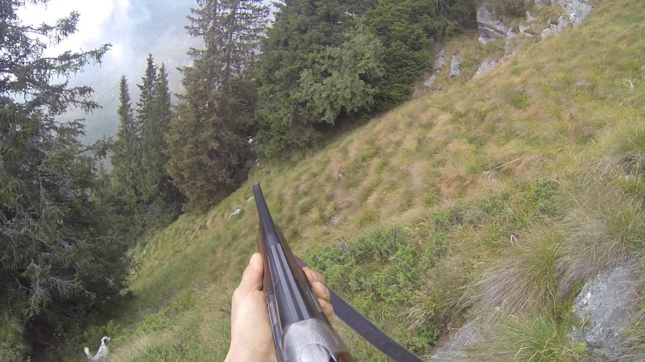 Trentino, caccia al gallo forcello col setter