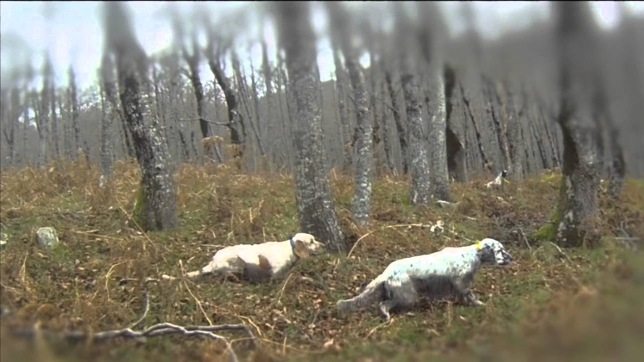 A caccia di beccacce nel bosco