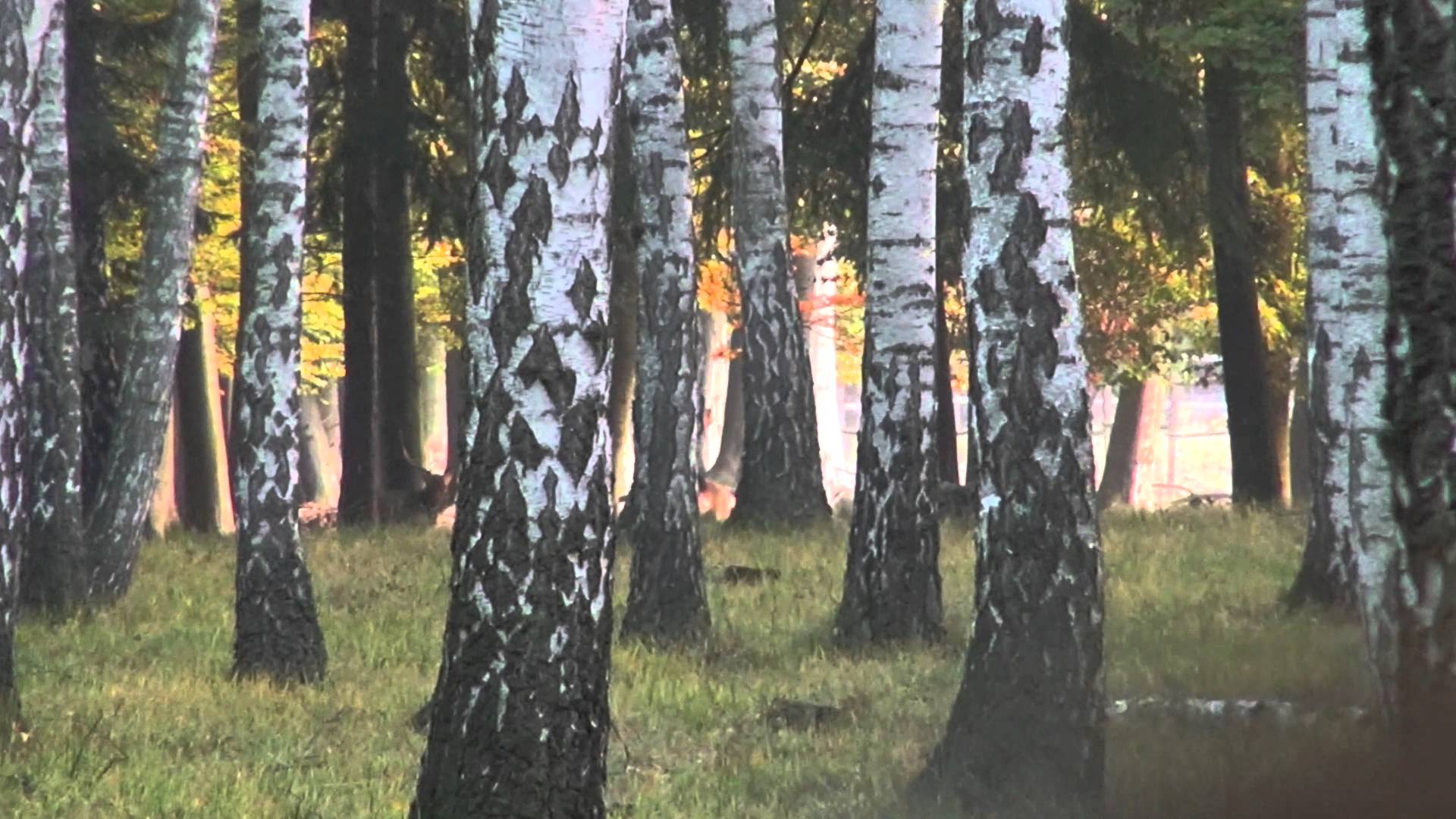 Caccia al daino in Repubblica Ceca