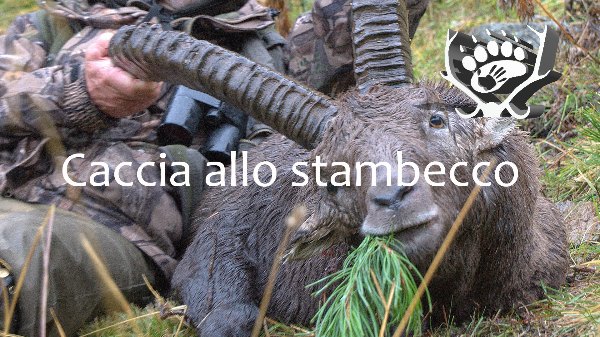 Caccia allo stambecco in montagna