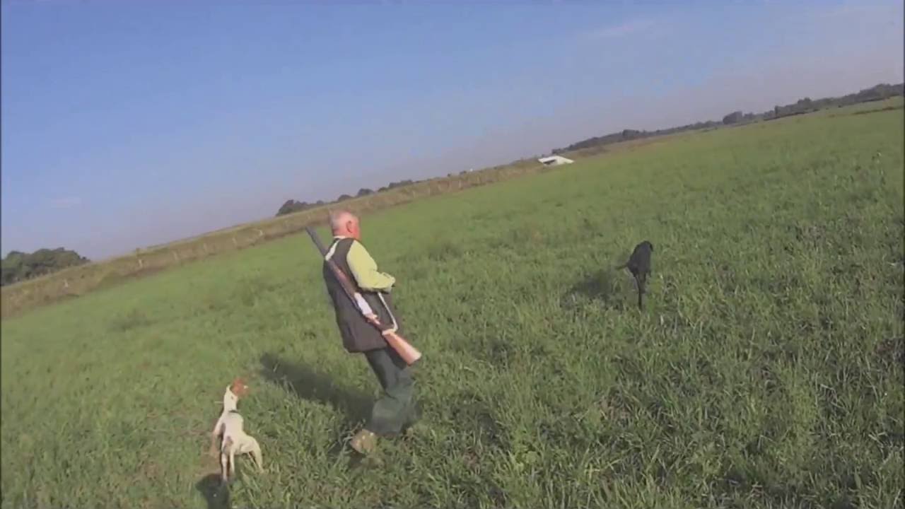 Caccia alle quaglie in Bosnia col Pointer