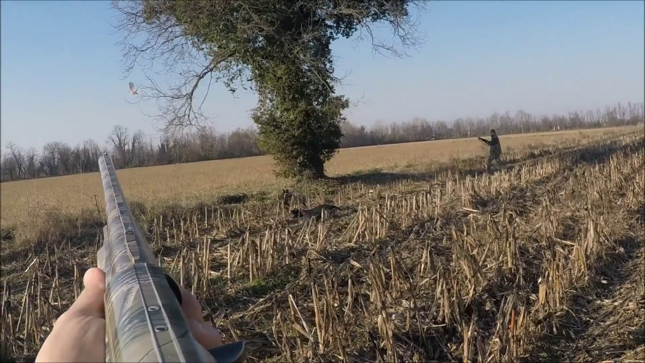 Caccia alle pernici rosse in provincia di Cremona con i Drahthaar