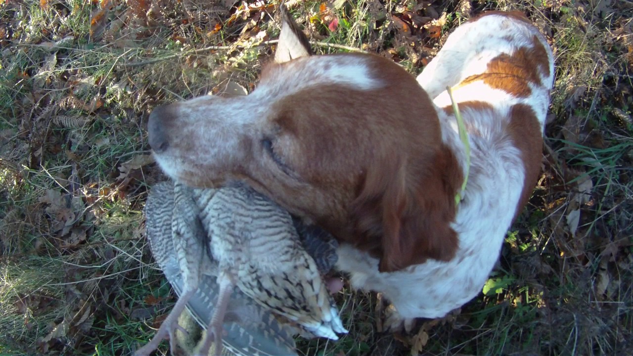 Calabria, caccia alla beccaccia in Sila