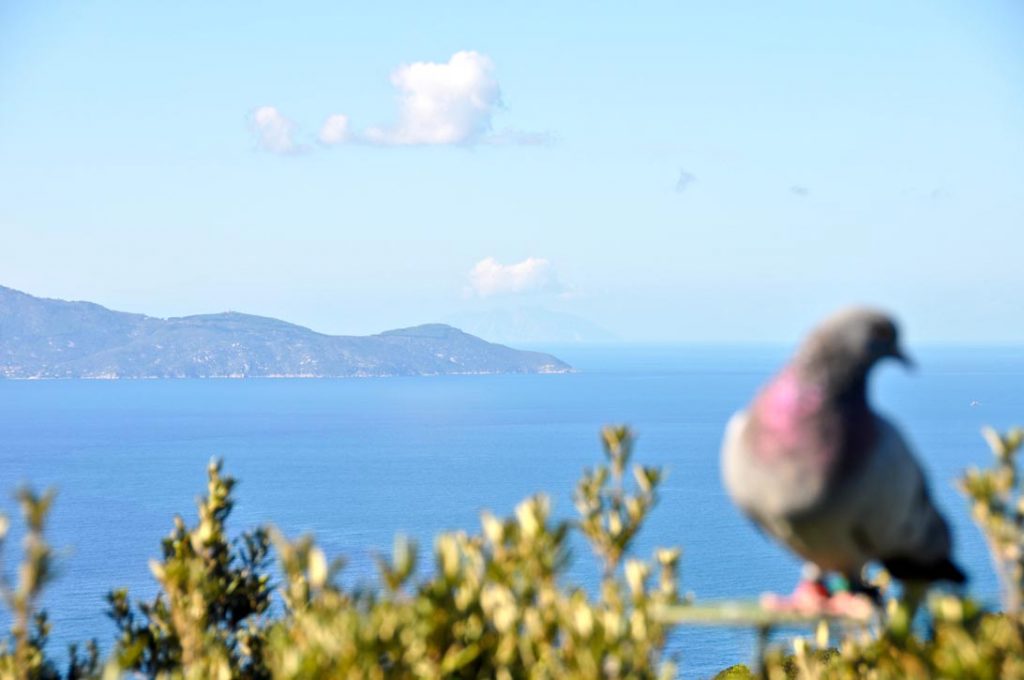 caccia al colombaccio