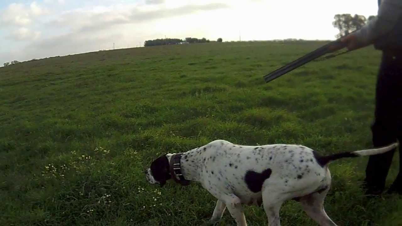 Pointer inglese in addestramento su quaglia