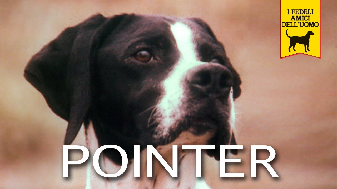 Il “Pointer” – Trailer documentario