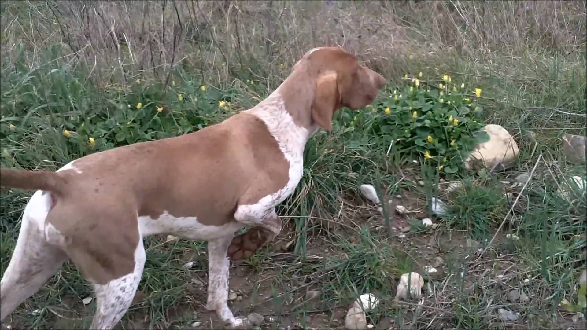 Caccia al fagiano con il bracco italiano