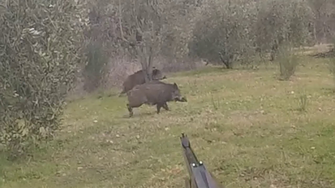 Caccia al cinghiale a Castronuovo di Sant’Andrea