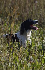 spinger da caccia