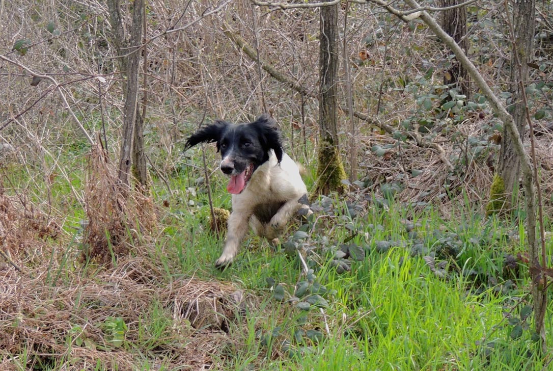 cane da caccia springer