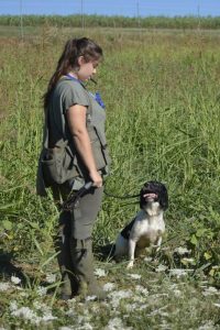 springer da caccia a lavoro